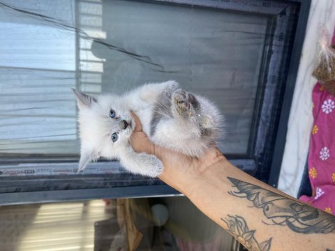 British Shorthair Bebekler