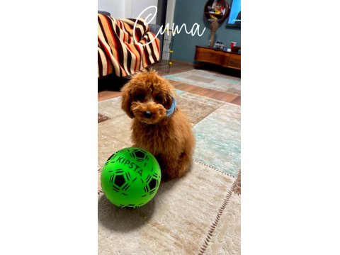 Toy Poodle Eğitimli 7.5 Aylık