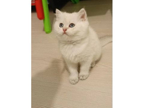 Top Kafa Safkan Beyaz British Shorthair