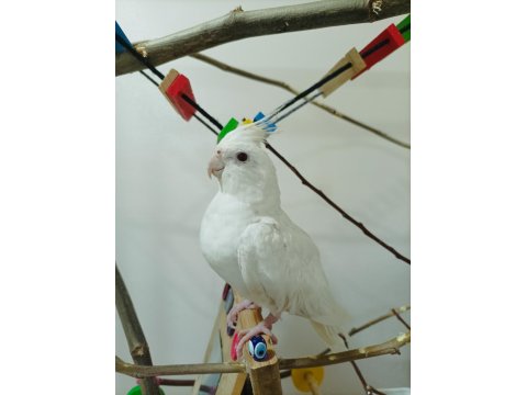 Uygun Fiyat Albino Kırmızı Göz Sultan Papağanı