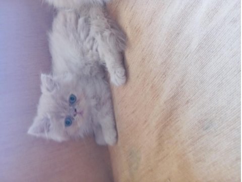 26 Temmuz İran Kedisi Yavru Kedilerim