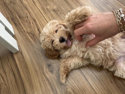Çok Tatlı Maltipoo