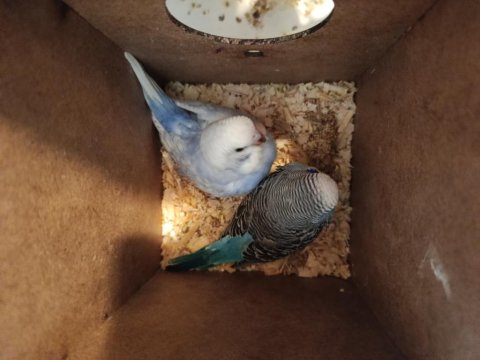 Yeni Yeme Düşmüş Yavru Muhabbet Kuşlar