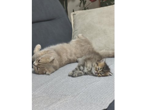 British Longhair Silver Tabby