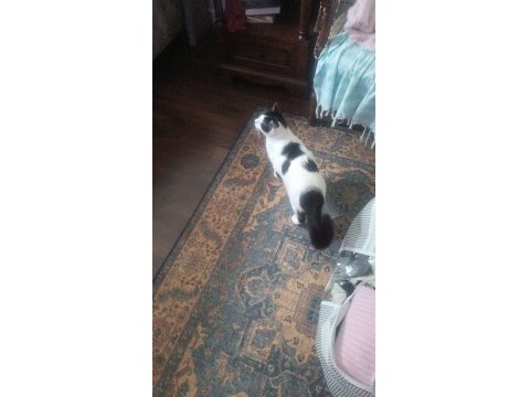 Kedimiz Kısır Ve Sevimli Kedimiz Yeni Yuvasını Arıyor