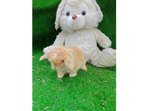 Hollanda Teddy Lop Tavşan Yavrularımız