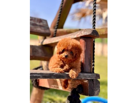 Poodle Çiftliğinden Micro Boy Poodle Yavrularımız