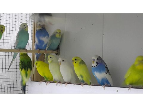 Hazır Eşli Takım Muhabbet Kuşlar