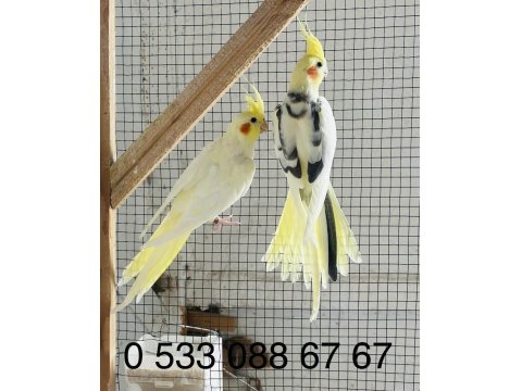 Sultan Papağanlar Toplu Ya Da Adetli Olarak Sahiplendirilecektir