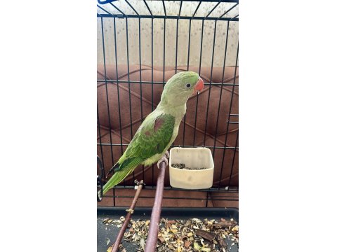 Full Evcil Alexander 6 Aylık