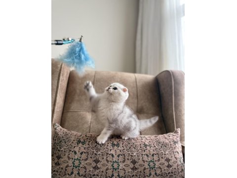 Full Şecereli Anne Baba Özel Scottish Fold Yavrumuz