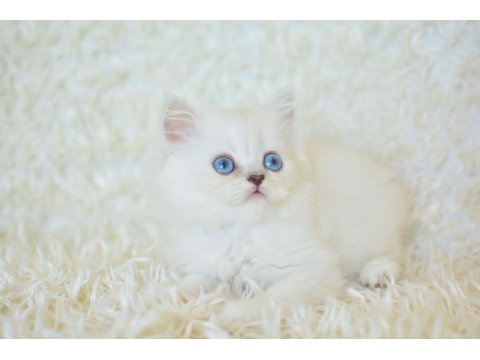 Boncuk Gözlü Silver British Longhair