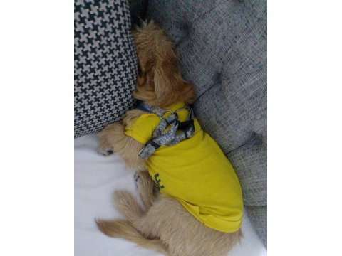 Ben Lusy 5 Aylık Bebek Köpeğim