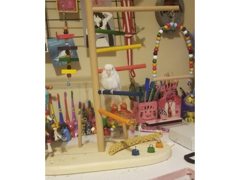 Dişi Albino Forpus Papağanı