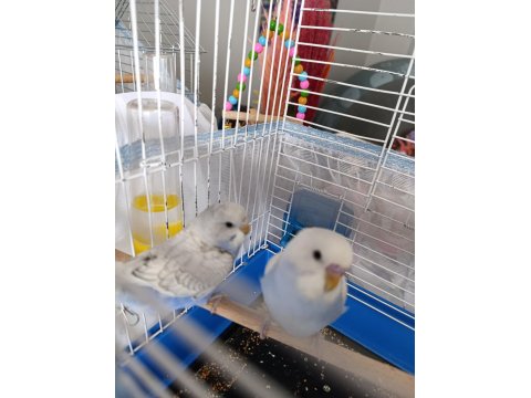 Çok Fazla Kuş Olduğundan Dolayı Sahiplendirilecek