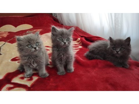 British Longhair Bebekler