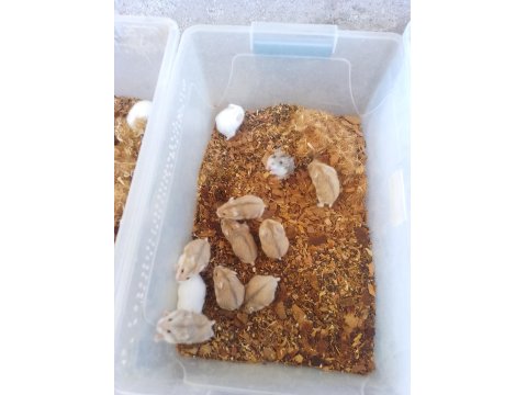 Yavru Gonzales Hamster