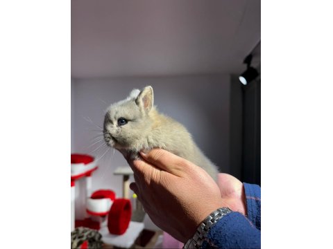 Netharlend Darbe (Cüce Tavşan)