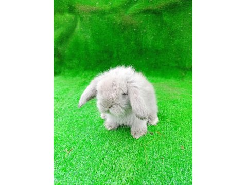 Hollanda Teddy Lop Tavşanlar