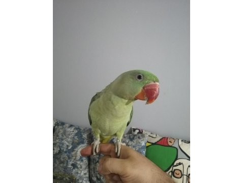 İskender Papağanımız Efe Sahibine Şimdiden Hayırlı Olsun