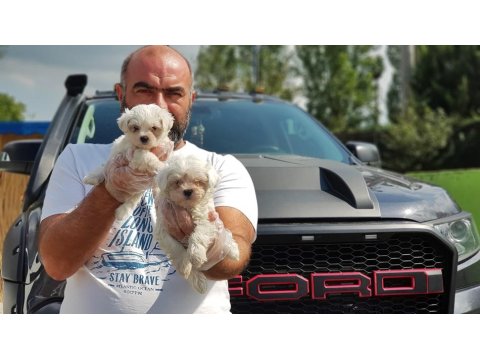Maltese Terrier Yavru