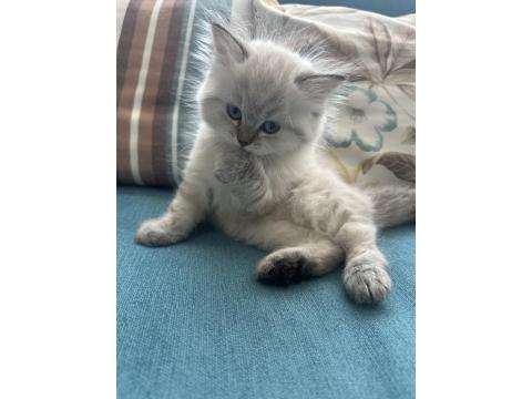 1.5 Aylık Mavi Gözlü British Longhair Yavru