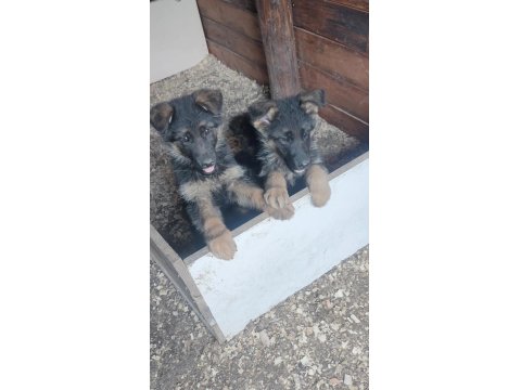 Showline Alman Kurdu Bebekler