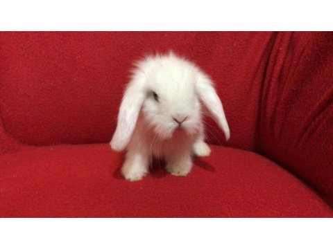 A Kalite Hollanda Teddy Lop Tavşanlar İçin Ulaşın