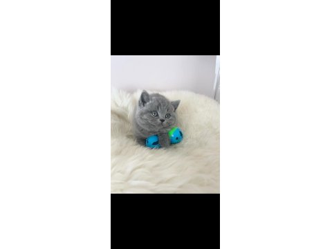 Bebeksi Gri British Shorthair
