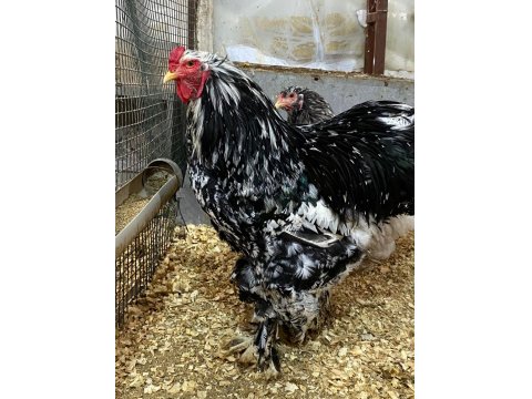 Blue Modled Brahma Kuluçkalık Yumurta