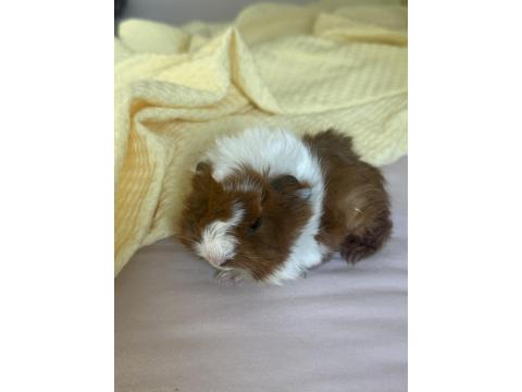 Yeni Doğmuş 2 Haftalık Yavru Guinea Pig