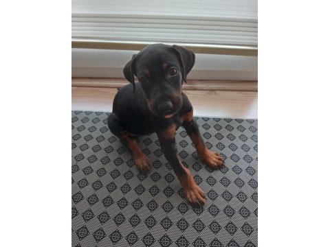 Yavru Doberman Köpeği