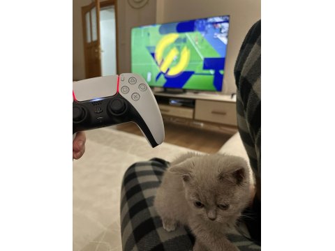 British Shorthair Lilac 3,5 Aylık