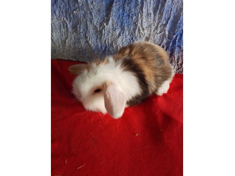 Teddy Lop Tavşan Yavrular Mavi Göz