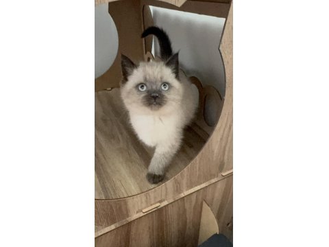 Bakımları Özenle Yapılmış British Shorthair Yavrular