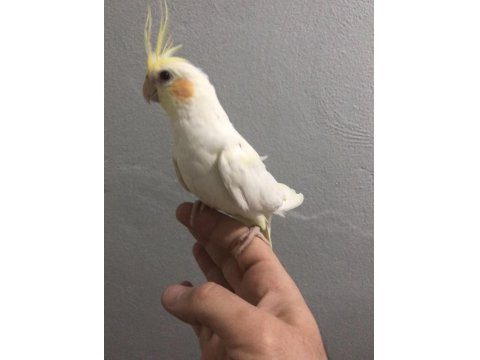 Yavru Sultan Papağanları