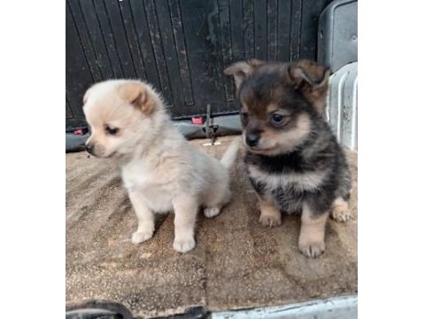 Sıfır Numara Mükemmel Pinscher Yavrularımız