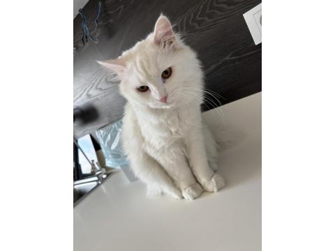 Kedimiz Bulut Yeni Yuvasını Arıyor 7 Aylık