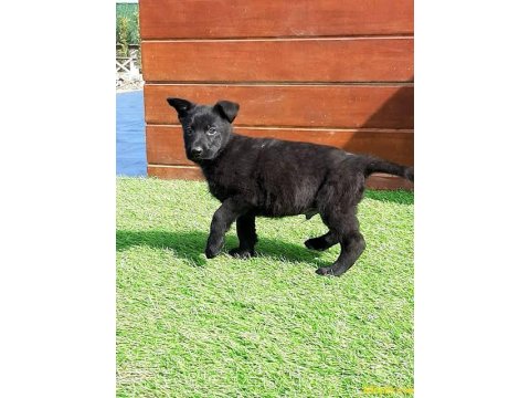 Solid Black Alman Kurdu Sahibinden