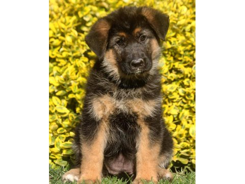 Alman Çoban Köpeği Yavruları