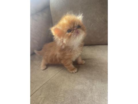 Garfield Egzotic Yavru Kediler