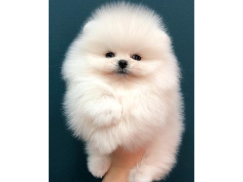 Teddy Bear Beyaz Pomeranian Boo Yavruları
