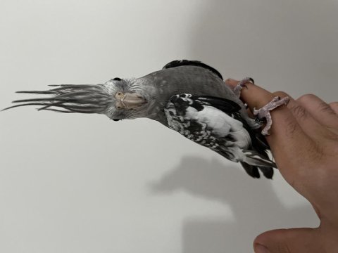 Takasa Açık Elde Kola Duran Sultan Papağanı