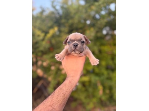 Egzotik French Bulldog Bebekler