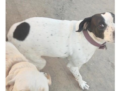 Ücretsiz İngiliz Pointer (Kara Kafa)