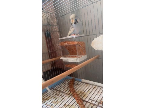 Hazır Çiftleşen Yavrulu Takım Muhabbet Kuşu