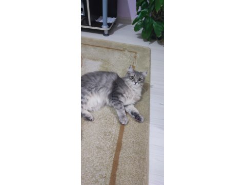 Ücretsiz Sahiplendirme Kedimiz