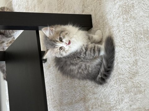 British Longhair 3 Aylık Erkek