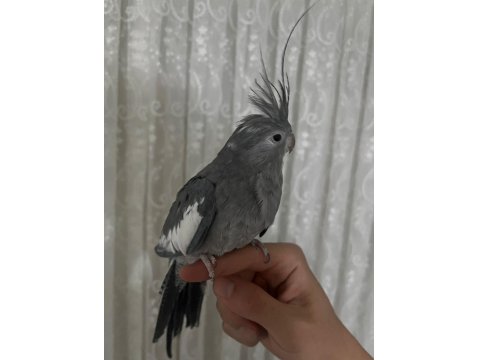 Evcil Ele Omuza Gelir Dişi Gri Sultan Papağanı