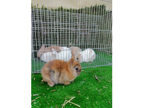 Cüce Tavsan Yavrularım